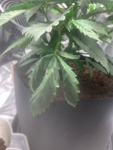 Blackberry Moonrocks (First Grow) — vegetative, day 3