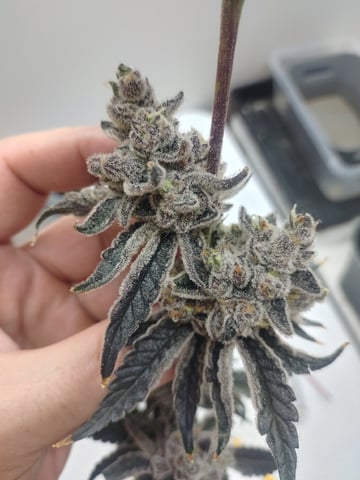 Mainely Genetics Micro Pheno Hunt — harvest, day 104