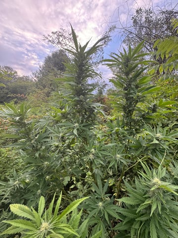 First grow — flower, day 42