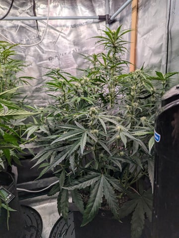 Boogie Brew Basic — flower, day 72