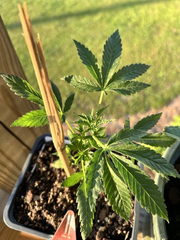 My Current Grow  — none, day 45