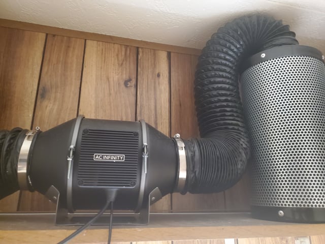 Banana Purple Punch & Rainbow Showers — vegetative, day 47