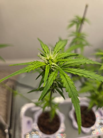 1st Grow — flower, day 57