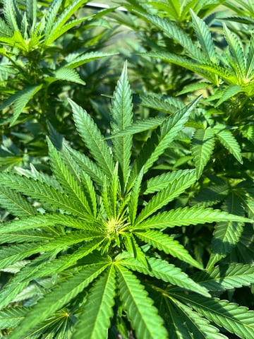 Hindu Kush — flower, day 19