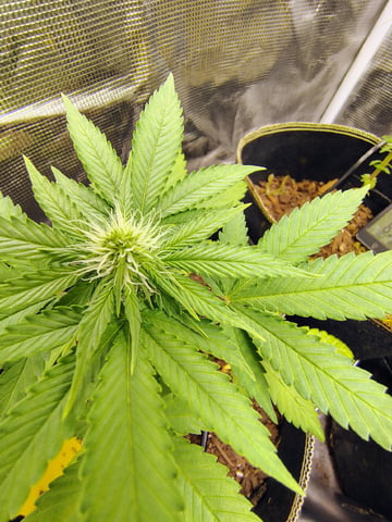 Pcsmoker99  — flower, day 38
