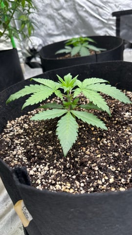 White Runtz (Barney’s Farm) — vegetative, day 23