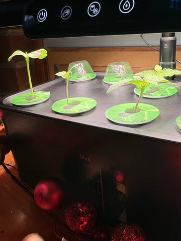 Rc Exotics — seedling_rooting, day 11