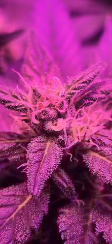 basement grow — flower, day 74