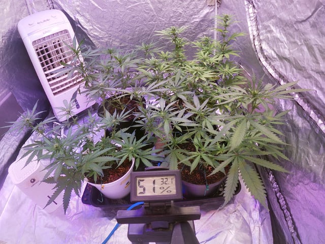 Amnesia Haze Run — flower, day 45