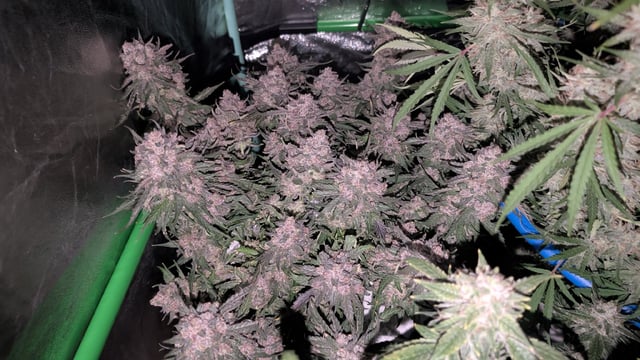 Perpetual Autoflower Mixed Grow #3 — flower, day 75