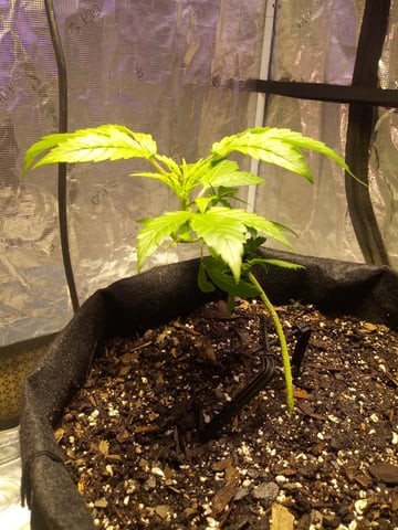 Gorilla Cookies Auto — flower, day 29
