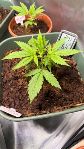 Mix Strand — vegetative, day 25