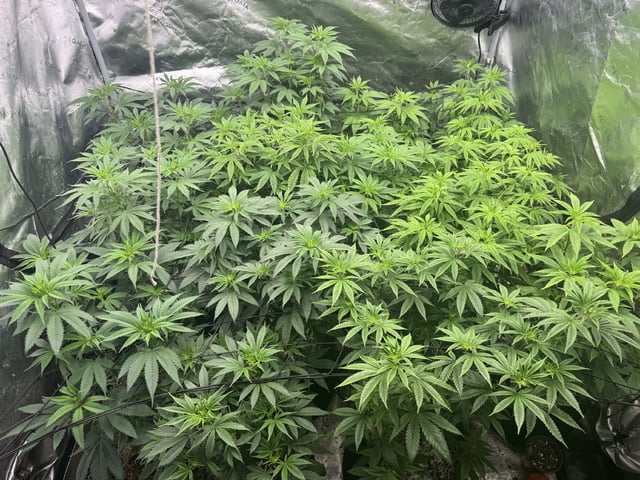 7 Strains 14 Plants  — vegetative, day 70