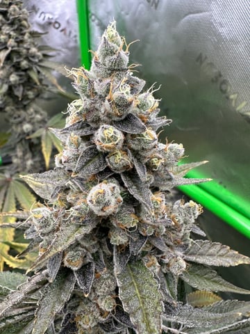 First grow — flower, day 111