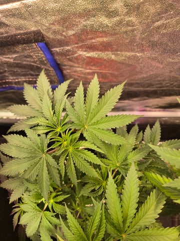 fruitstripe-x-breathworks VS Tropical cherry vs kush cake. vs og haze — vegetative, day 53