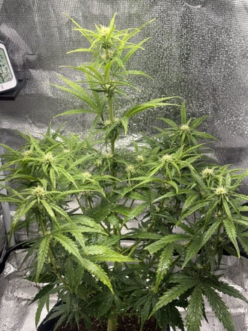 Indoor — flower, day 43