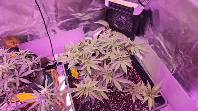first grow adventure  — vegetative, day 49
