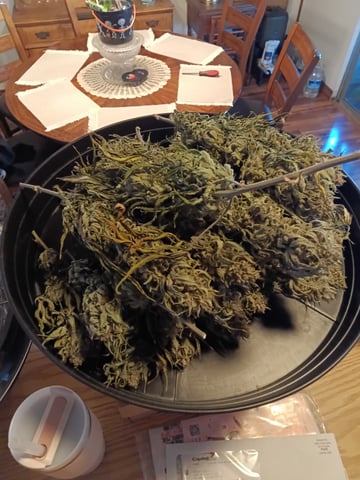 Starfighter/Ohio Guptilla Hybrid