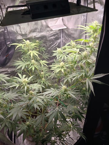 black gorilla feminized  — flower, day 26