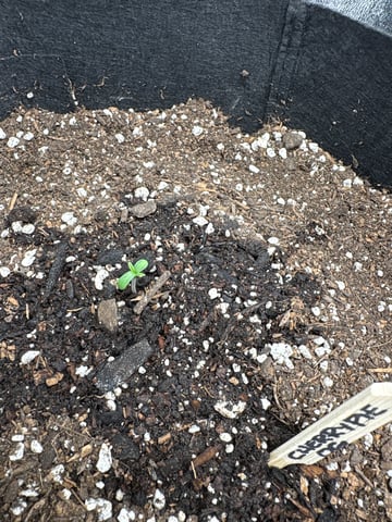  Autumn Run — grow_setup, day 1