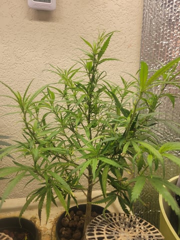 Hydro — flower, day 1