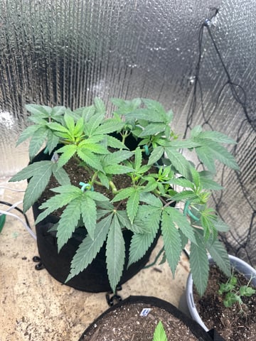 trying some bag seeds — vegetative, day 15