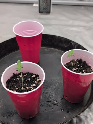 howdy — seedling_rooting, day 1