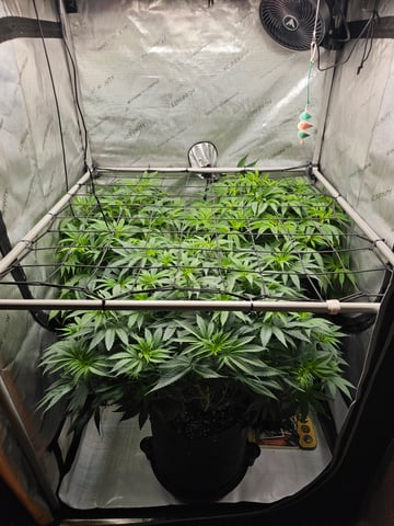 ethos genetics  — flower, day 56