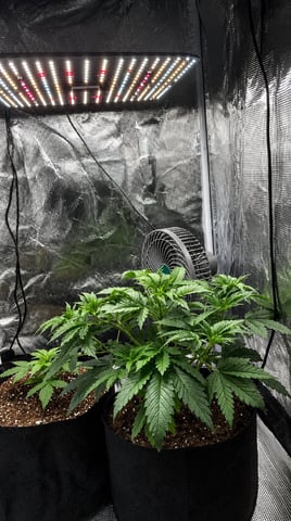 Bubba KUSH — vegetative, day 22