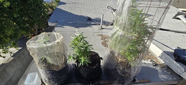 CzechsMex 2.0 — vegetative, day 153