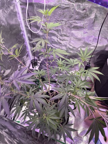Kalini Asia Auto  — flower, day 23