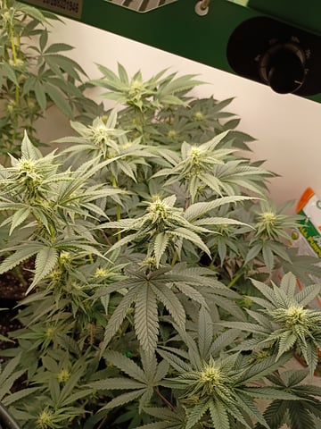 Lokie OG x Permanent Marker — flower, day 73