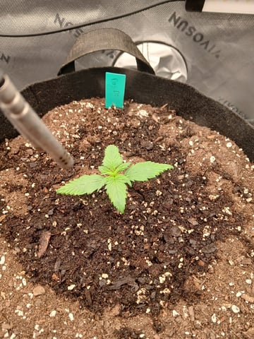 Lsd25, Dosido,GDP All Autos. — grow_setup, day 10
