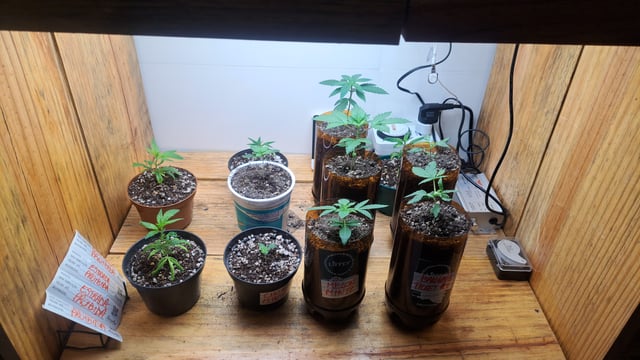 Yeti's Perpetual — vegetative, day 13