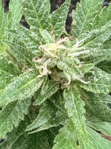 mixing it up — flower, day 106