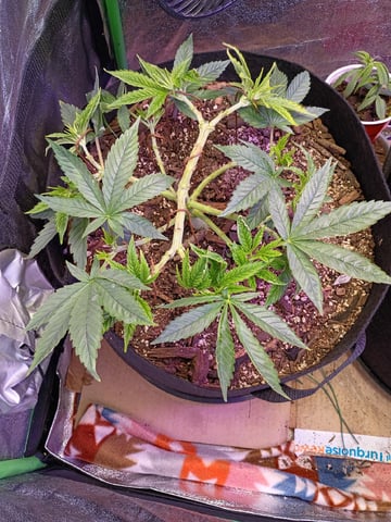 Purple Plum Perfect 💜 & 2 Grape Runtz 🍇 Mainlining garden.  — vegetative, day 114