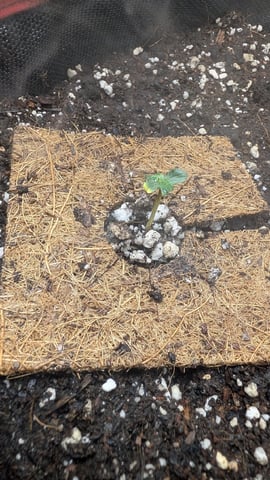 All White Spring Grow — seedling_rooting, day 3