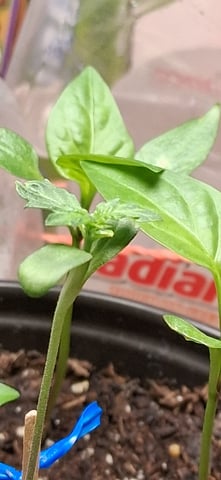 blueberry funk — seedling_rooting, day 1