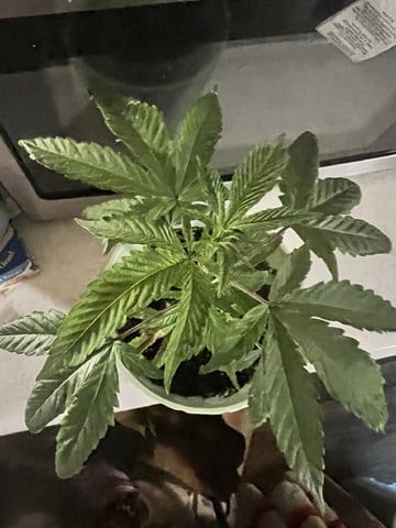 Veg And Auto-Bloom Room — vegetative, day 7