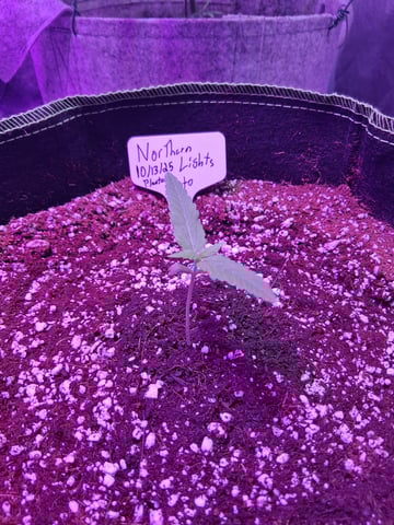 first auto grow — seedling_rooting, day 8