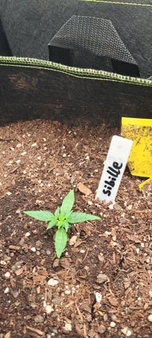 First Grow with the new setup  — seedling_rooting, day 10