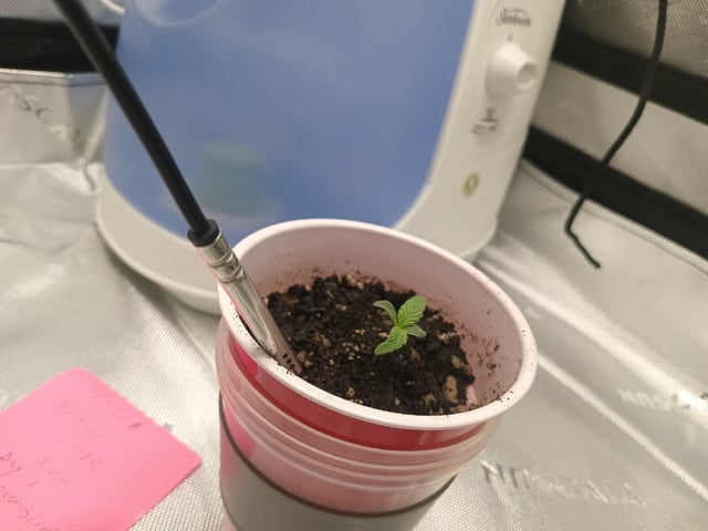 Critical Purple Kush — seedling_rooting, day 10