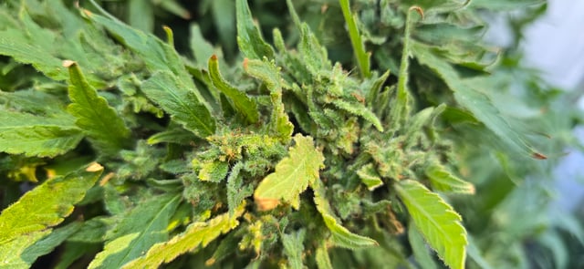 Mystery Weed Plant — flower, day 164