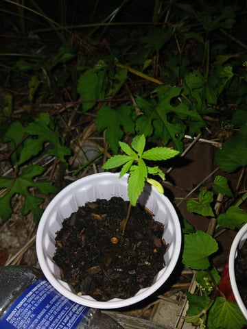 Gas#1? — seedling_rooting, day 2