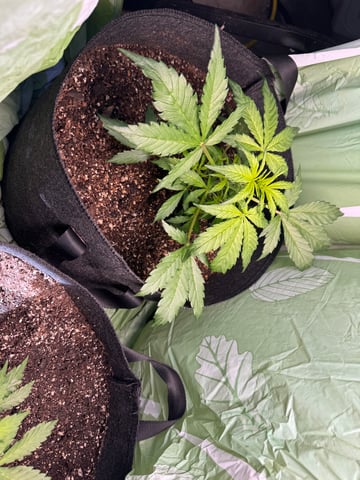 First grow — vegetative, day 33