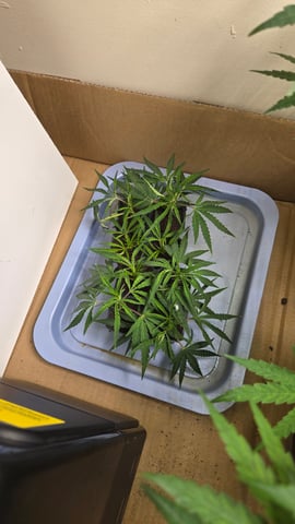 2nd Generation Clones — seedling_rooting, day 8