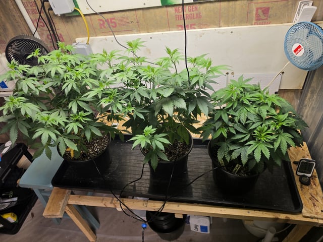 2nd Grow Sesh