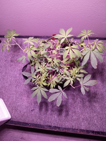 FKAFL — vegetative, day 33