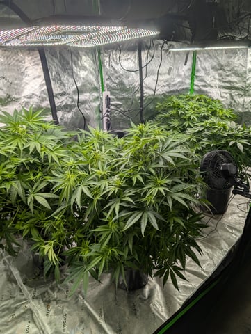 Acapulco Gold  — flower, day 65