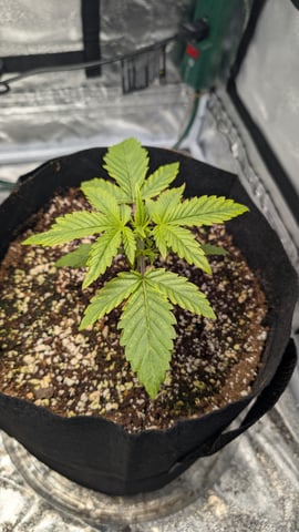 Grow 1 — vegetative, day 21
